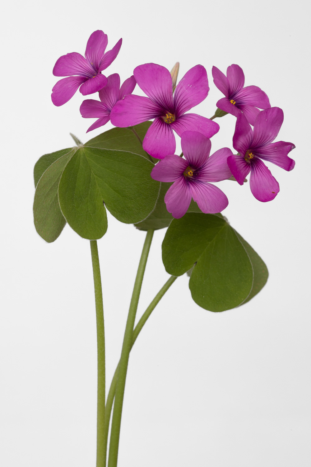 L'oxalis existe aussi avec des feuilles violettes. Celle-ci &agrave; &eacute;t&eacute; cueillie pendant le confinement &agrave; Annoville