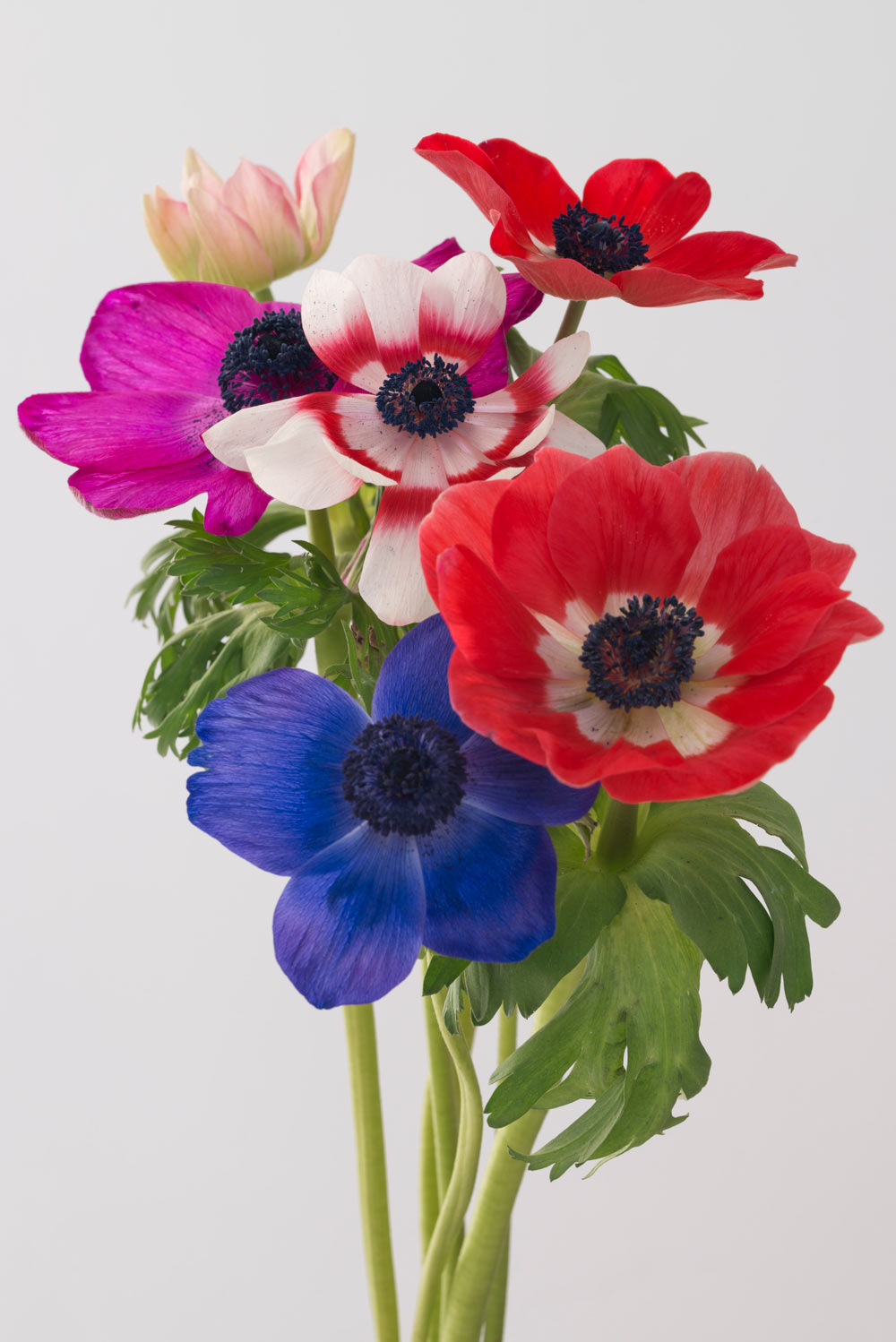 Pierre Joseph pierrejosephredoute/2017-anemone-de-caen.jpg