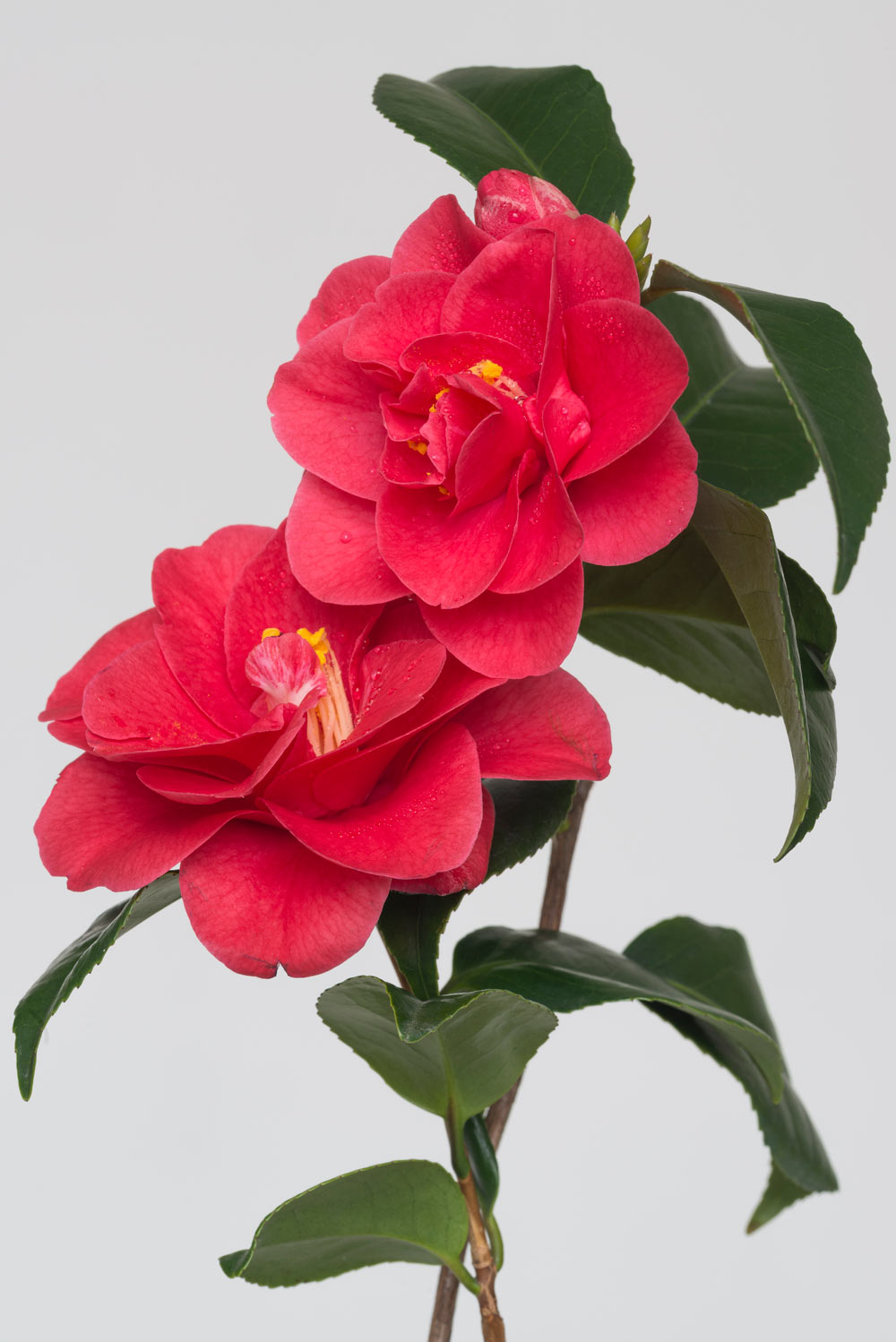 Pierre Joseph pierrejosephredoute/2017-camelia-japonica.jpg