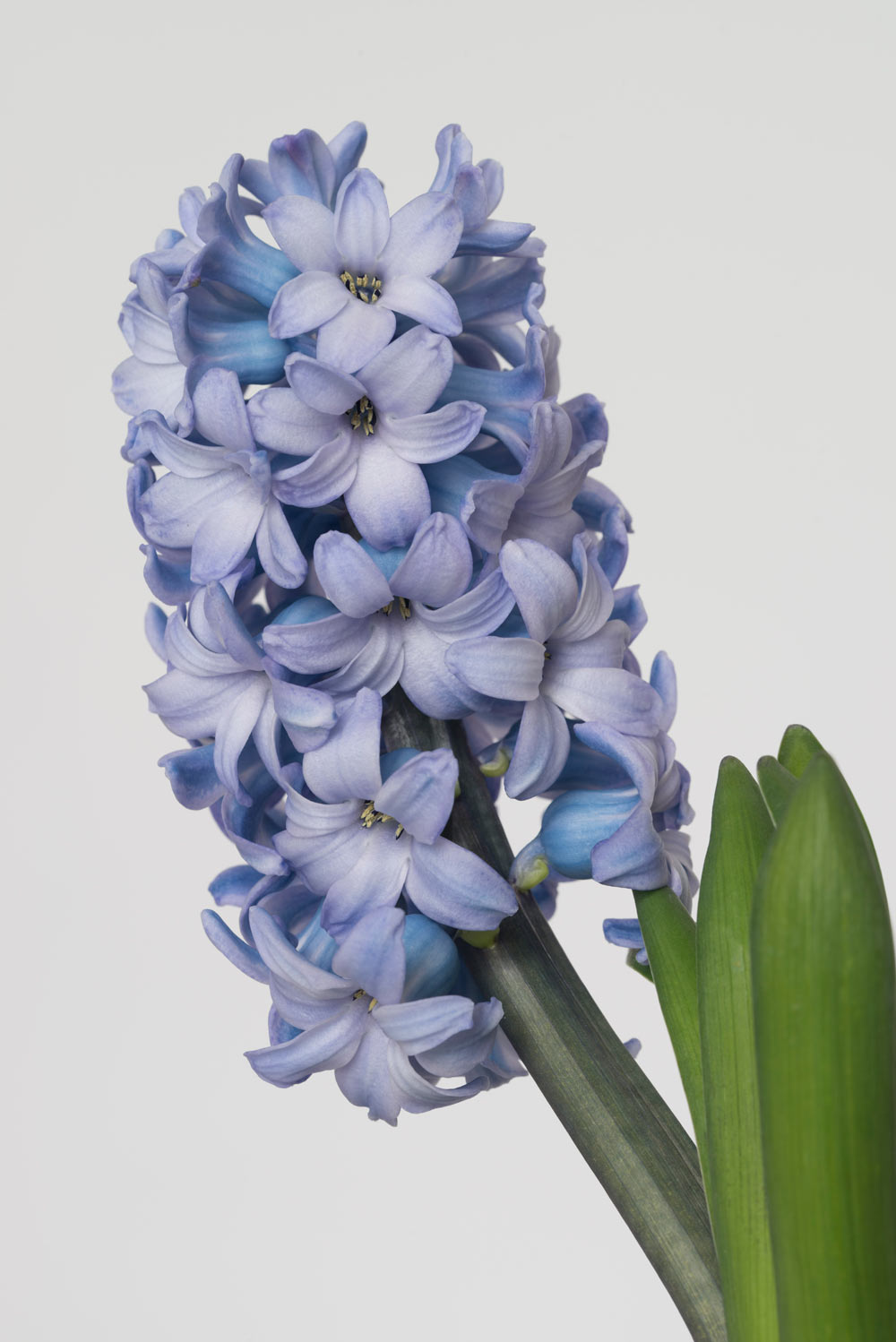 Pierre Joseph pierrejosephredoute/2017-jacinthe-blue-pearl.jpg