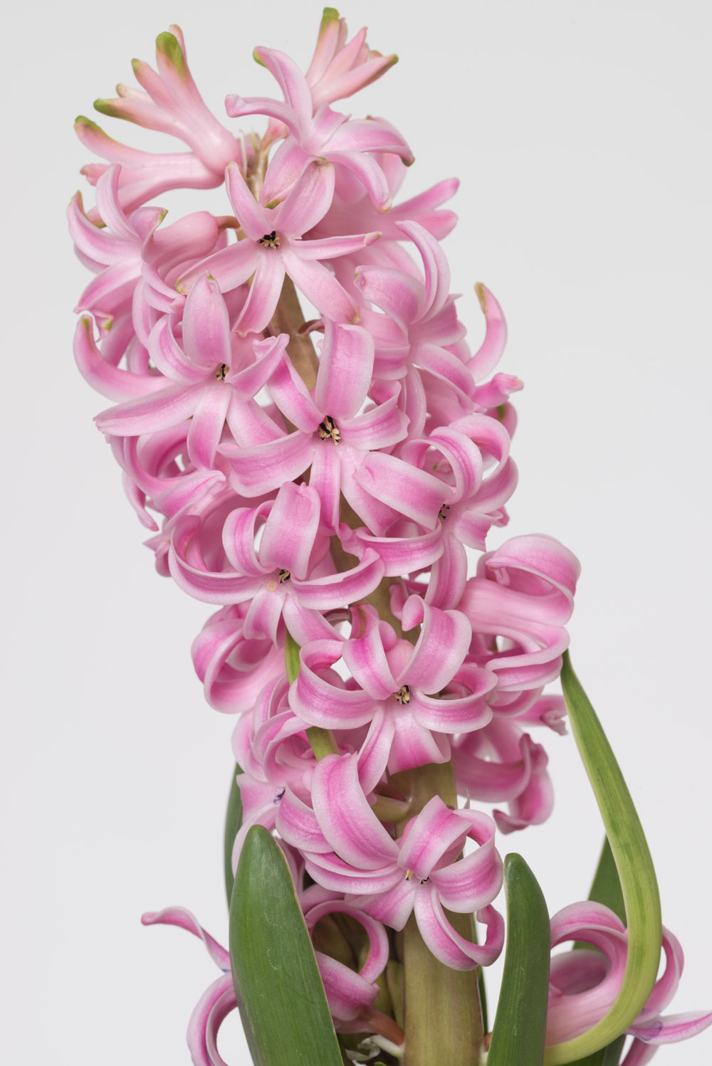 Pierre Joseph pierrejosephredoute/2017-jacinthe-pink-pearl.jpg