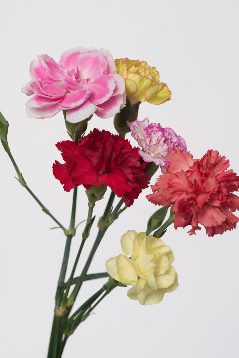 Pierre Joseph pierrejosephredoute/2017-oeillet-commun.jpg