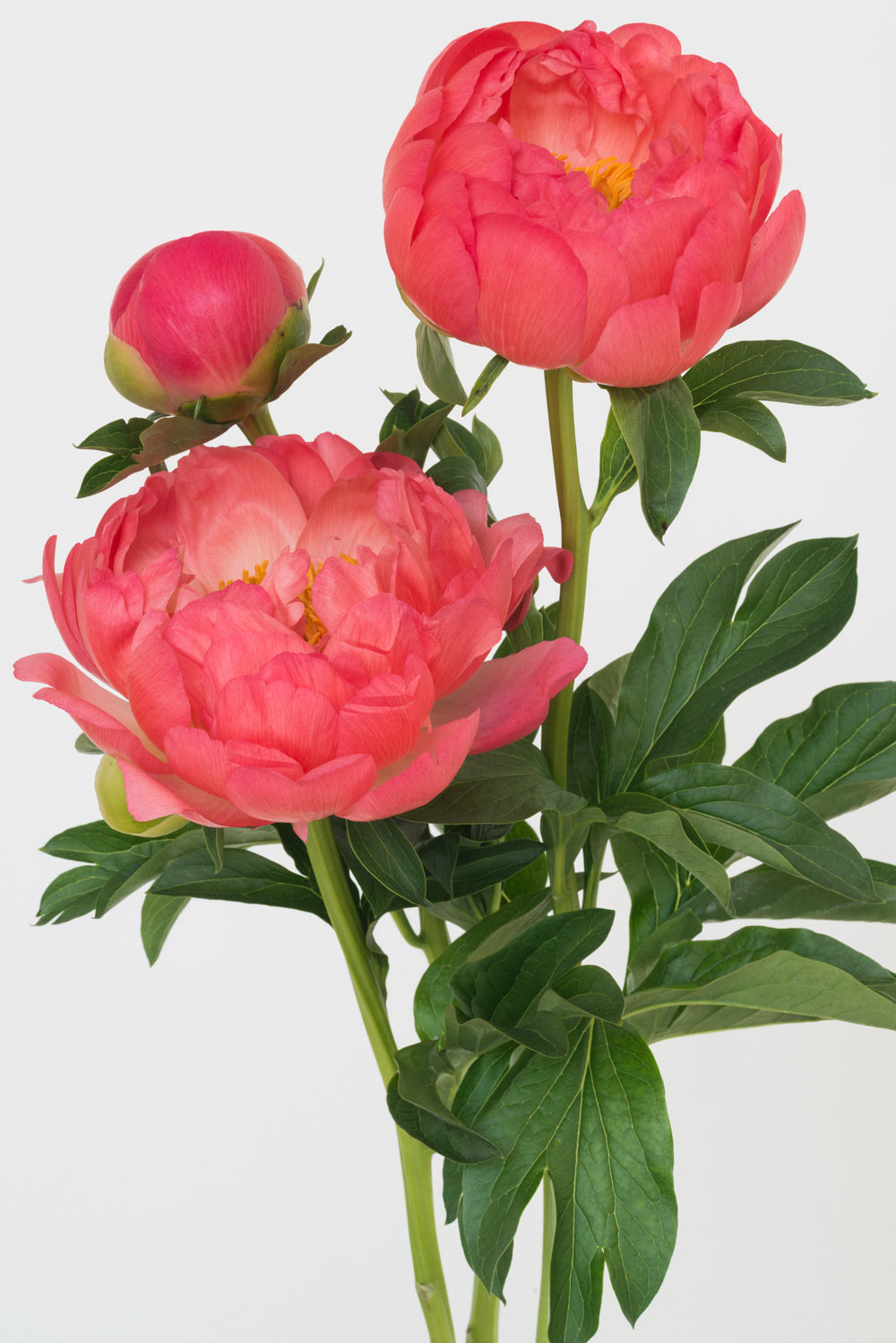 Pierre Joseph pierrejosephredoute/2017-pivoine.jpg