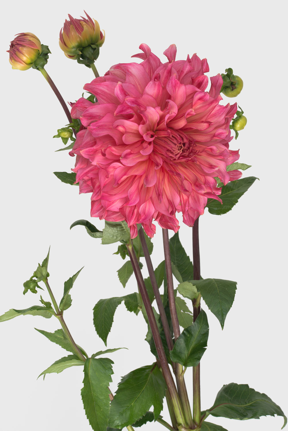 Pierre Joseph pierrejosephredoute/2018-dahlia-islander.jpg