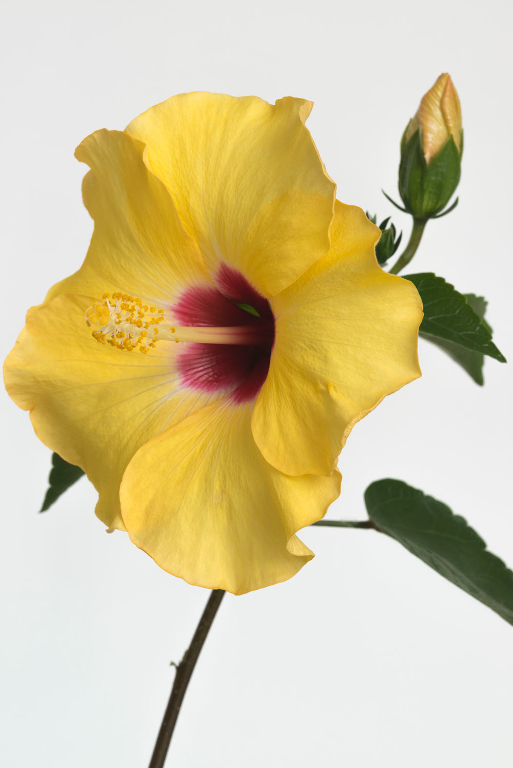 Pierre Joseph pierrejosephredoute/2018-hibiscus-sinensis-jaune.jpg