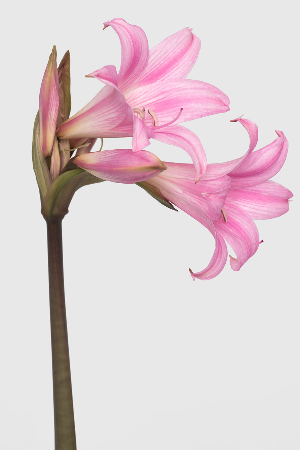 Pierre Joseph pierrejosephredoute/2018-lys-de-jersey.jpg