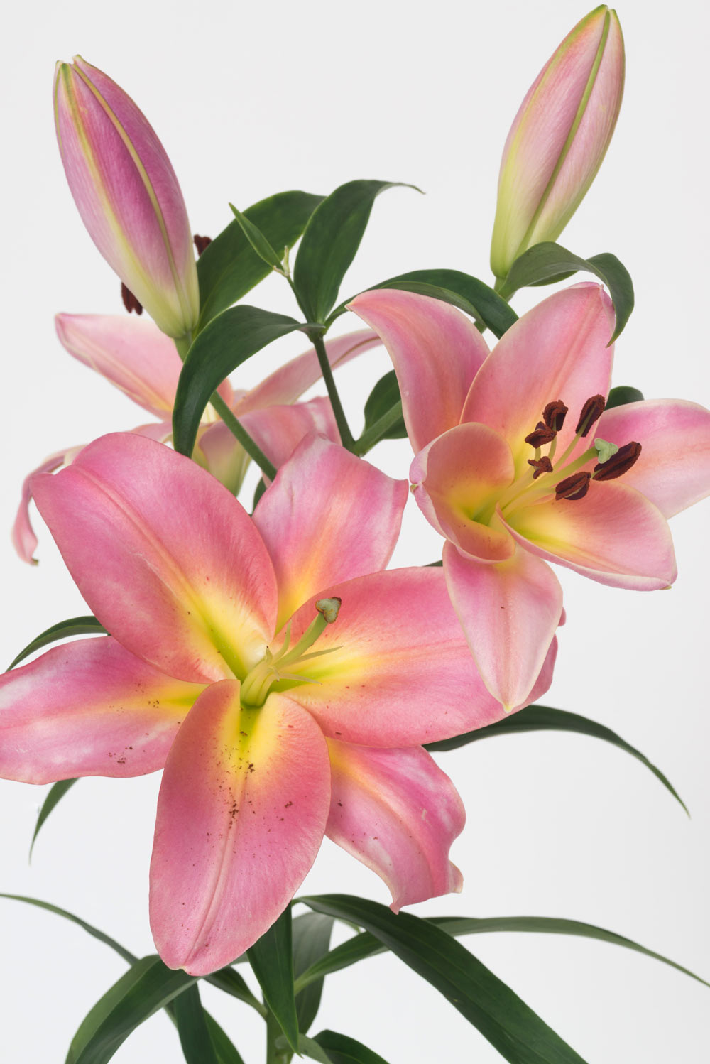 Pierre Joseph pierrejosephredoute/2018-lys-rose.jpg