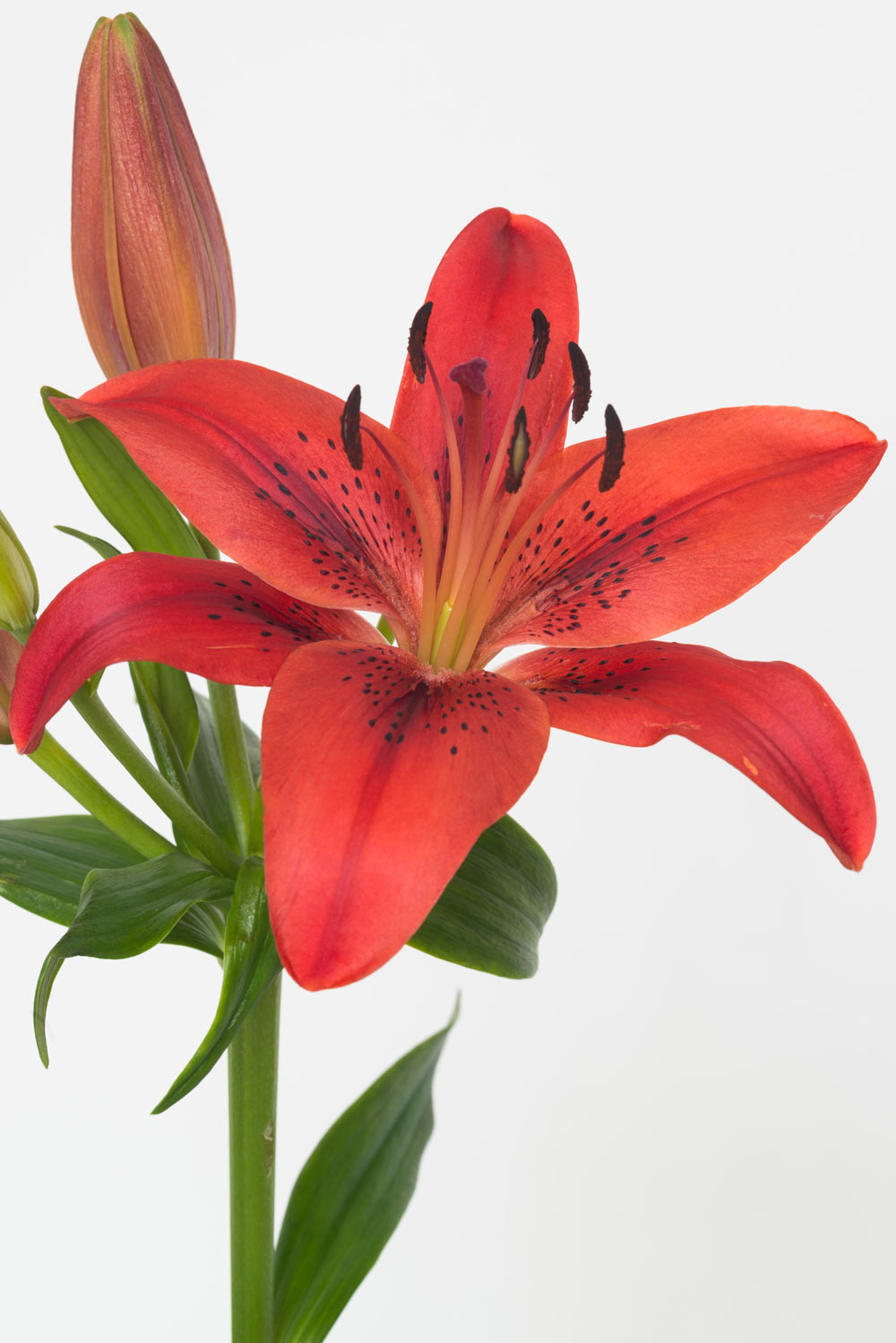 Pierre Joseph pierrejosephredoute/2018-lys-rouge.jpg