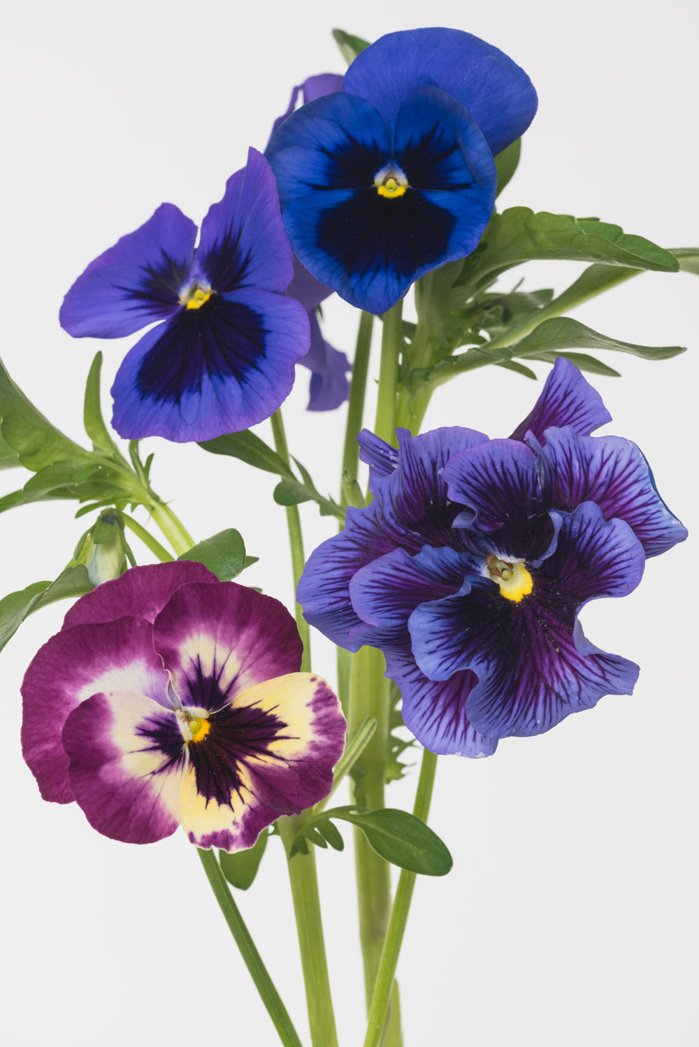 Pierre Joseph pierrejosephredoute/2018-pensee-jardins.jpg