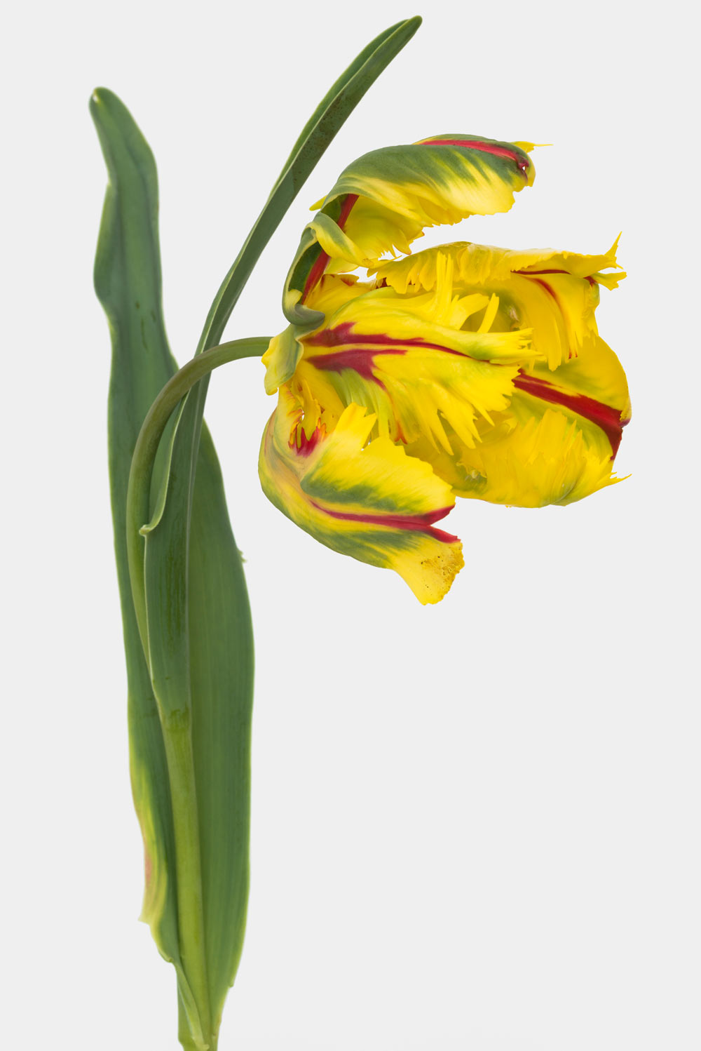 Pierre Joseph pierrejosephredoute/2018-tulipe-perroquet.jpg