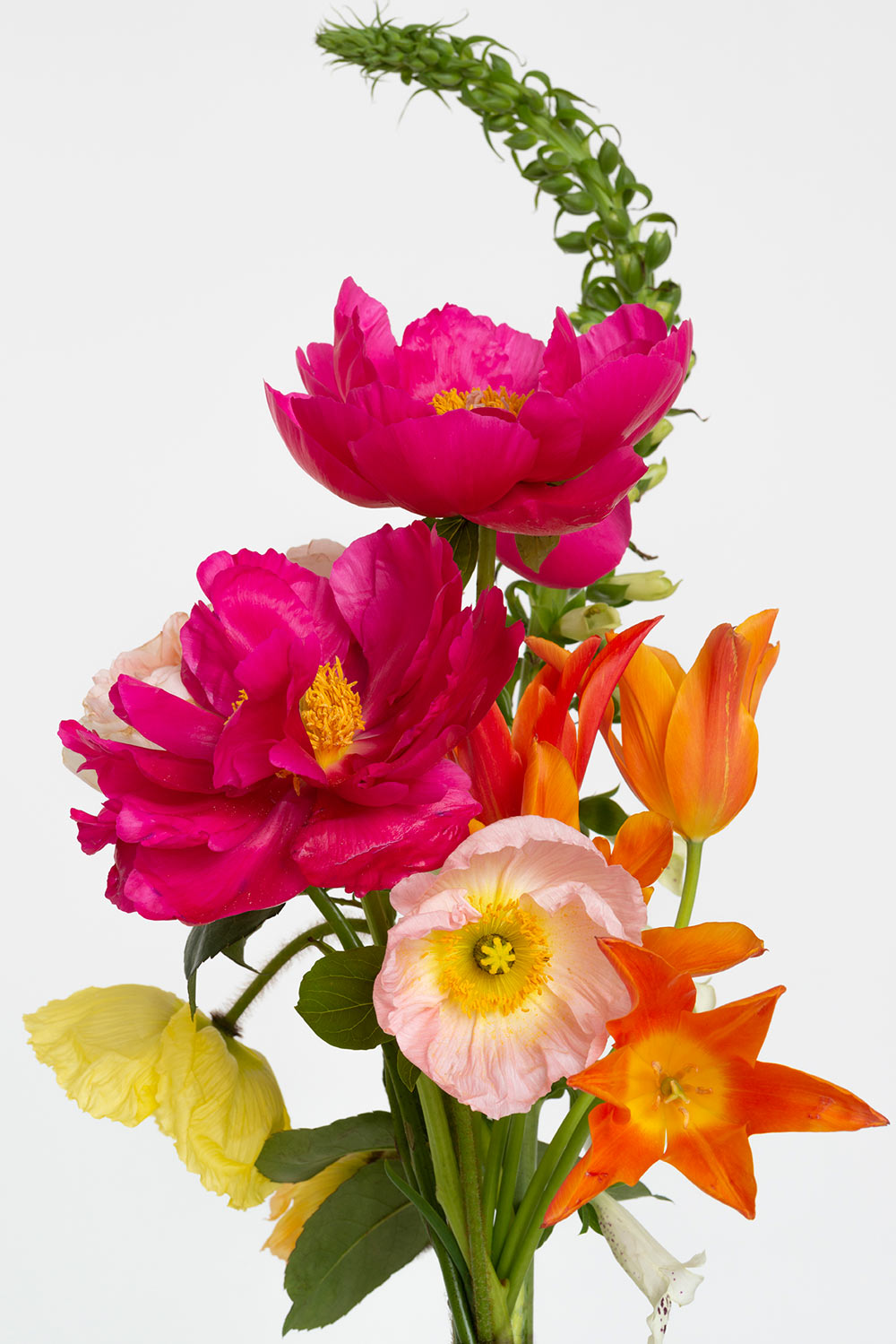 Pierre Joseph pierrejosephredoute/2019-bouquet-pivoine-pavot-digitale-tulipe.jpg