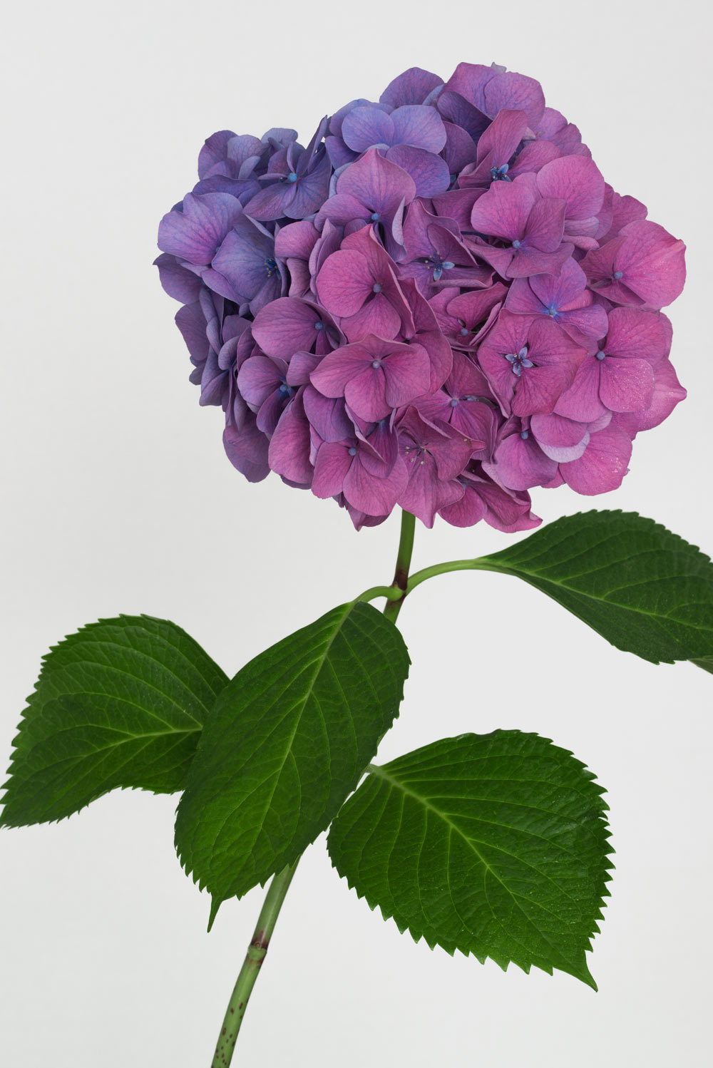 Pierre Joseph pierrejosephredoute/2019-hortensia-bleu-rose.jpg