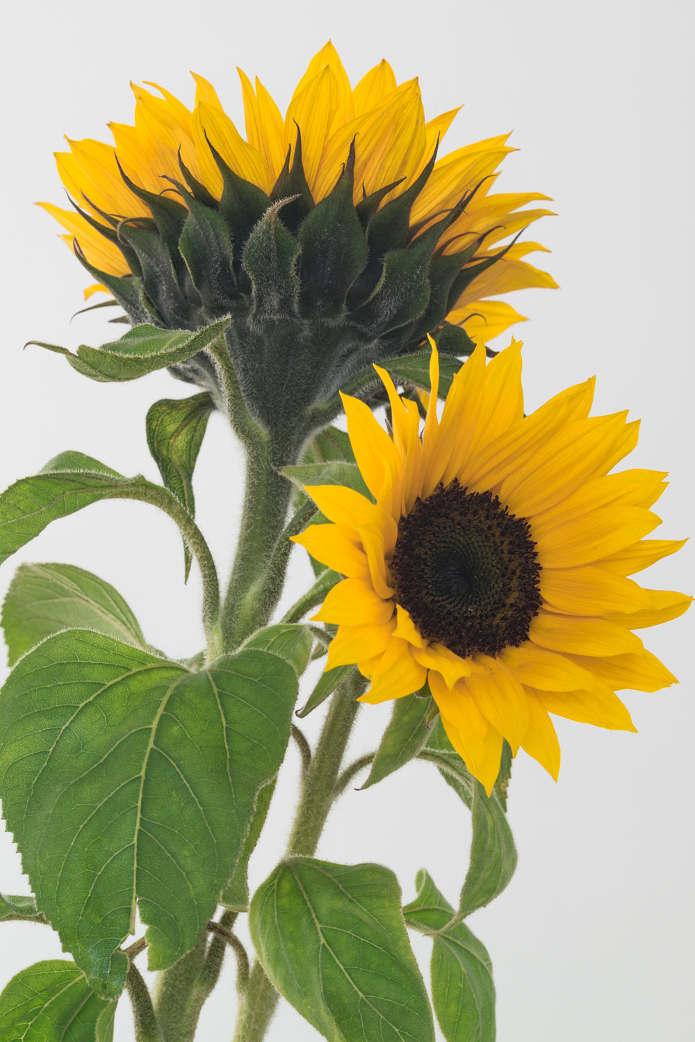 Pierre Joseph pierrejosephredoute/2019-tournesol-petit.jpg