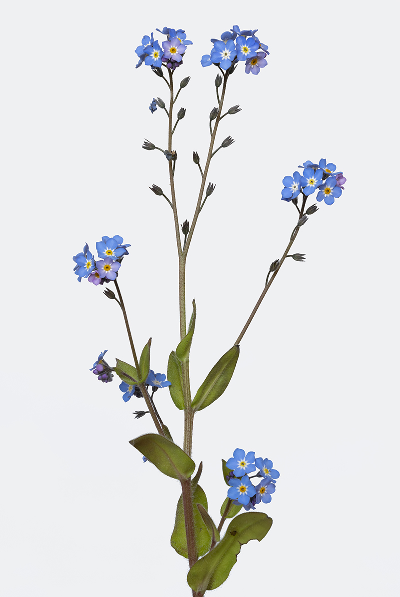 Une fleur cueillie et photographi&eacute;e pendant le confinement