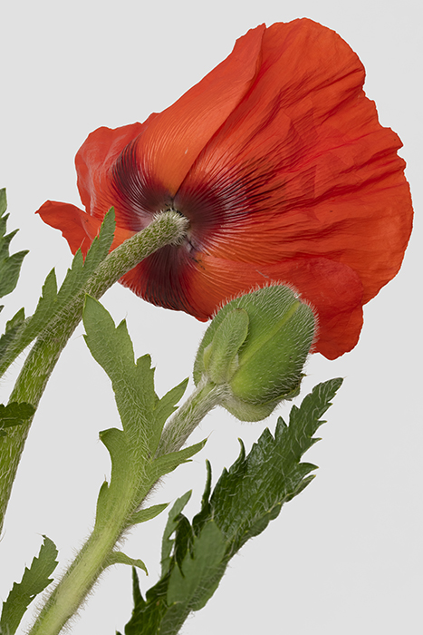 Pierre Joseph pierrejosephredoute/2020-papaver-orientale.jpg