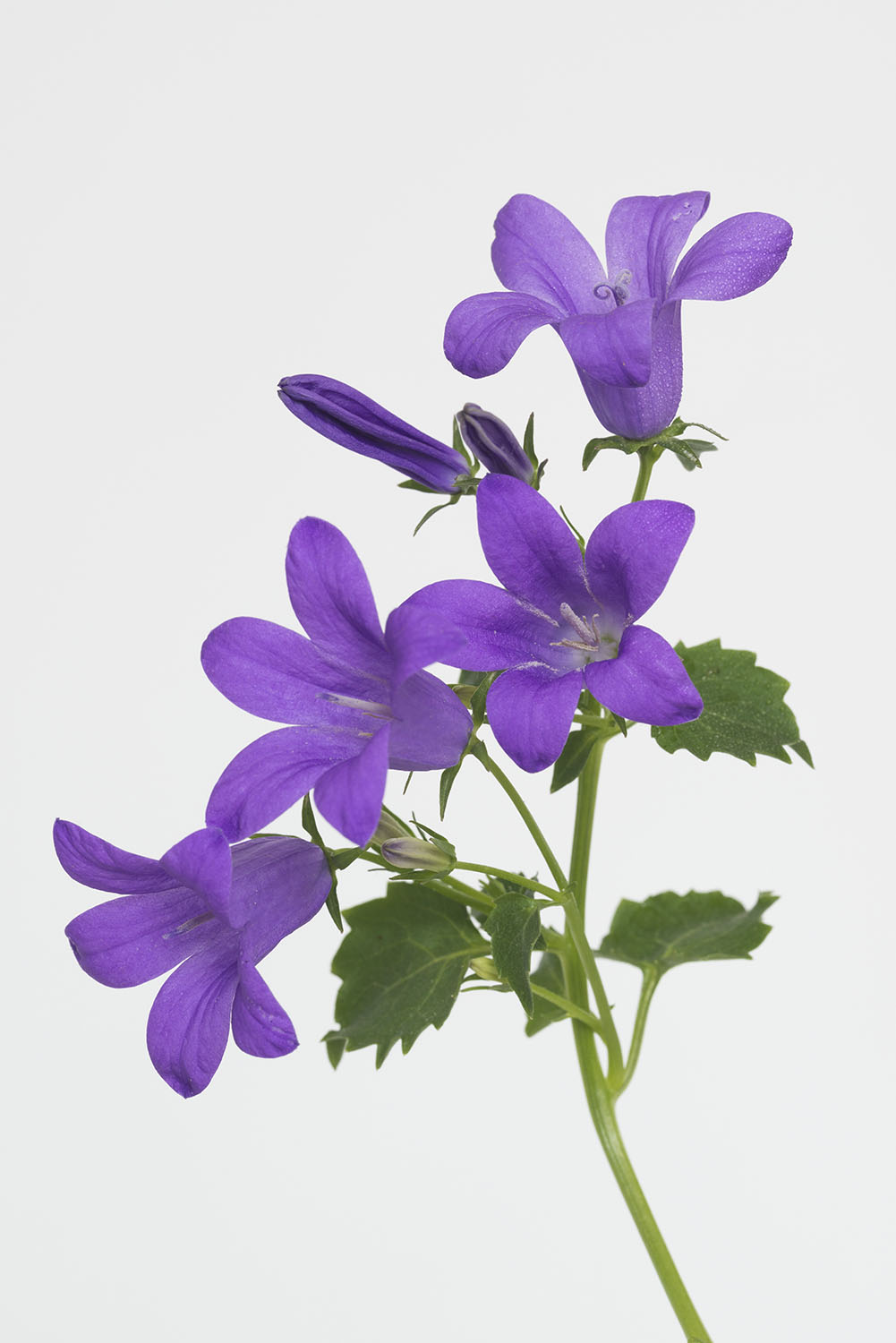 Pierre Joseph pierrejosephredoute/CampanuleB.jpg