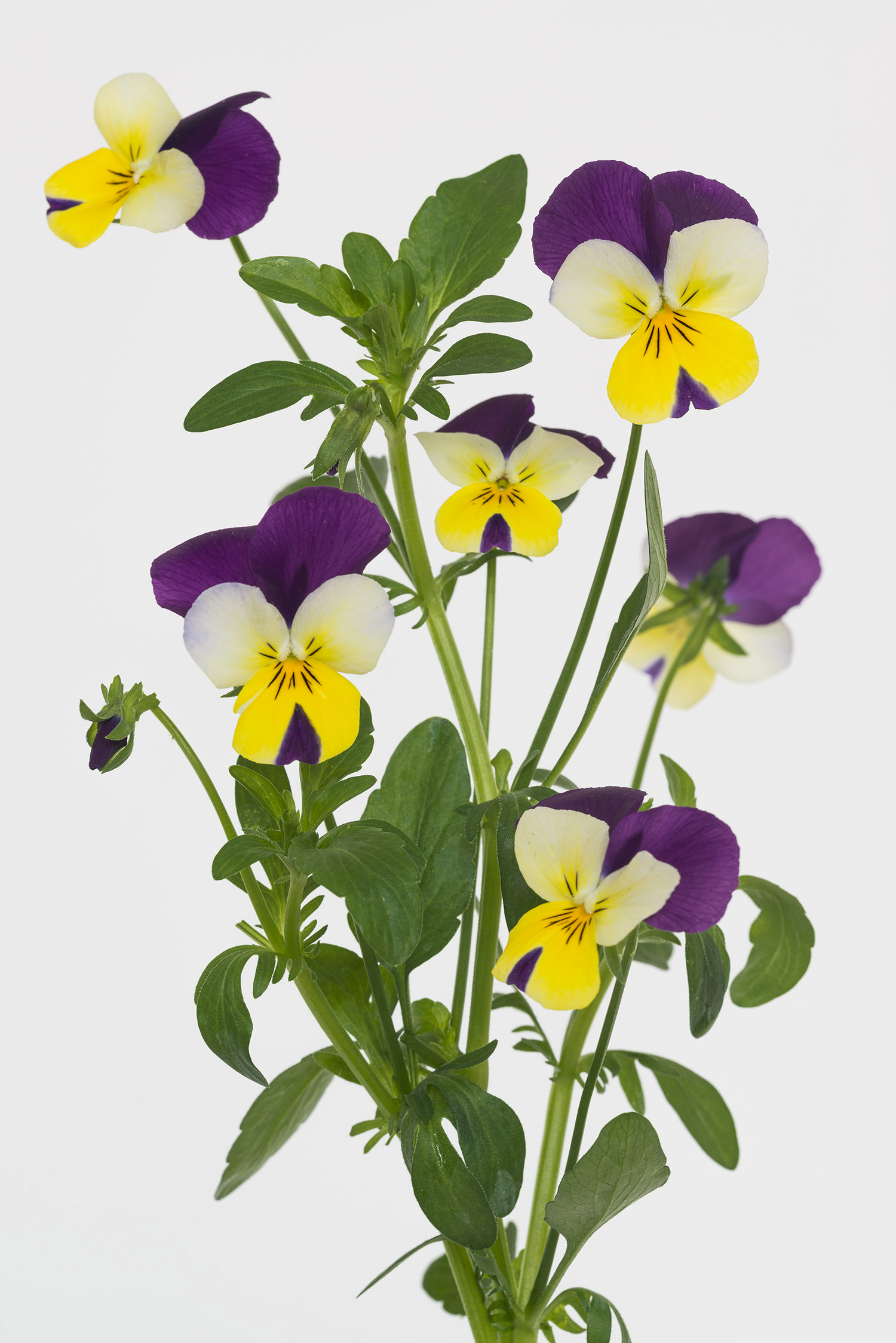 Pierre Joseph pierrejosephredoute/_DSC6860.jpg